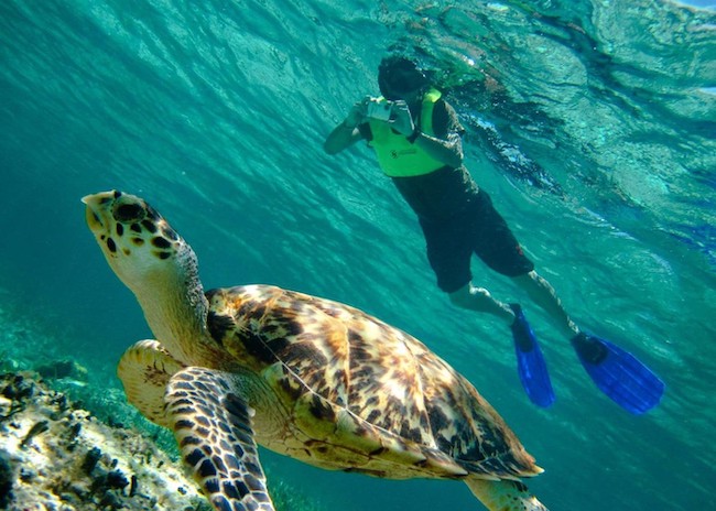 Tomas taking photos of a turtle in the shallow waters of Cozumel during a snorkeling tour.