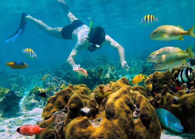 Peter snorkeling while admiring the sea nature of Cozumel.
